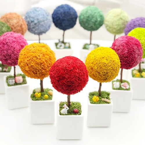 공기정화식물 스칸디아모스 모스트리 화분 만들기 세트 13 colors