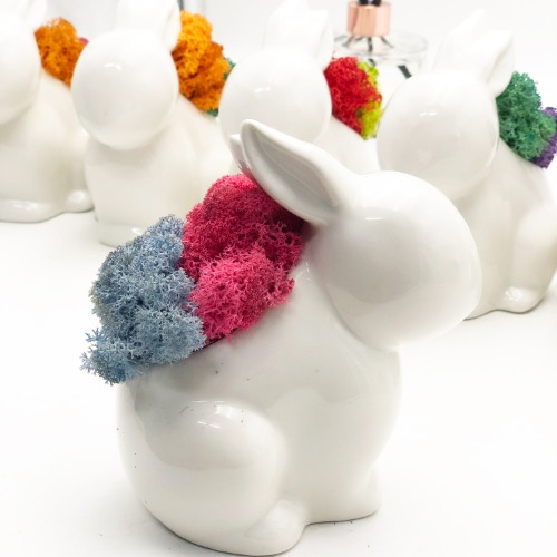 공기정화식물 스칸디아모스 토끼 모스 화분 DIY 만들기 세트 11 colors